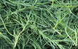 Agretti (150g)