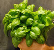 Basil (40g)