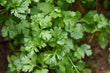 Parsley - flat