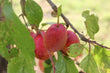 Victoria plums