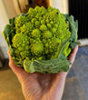 Romanesco (cauliflower)