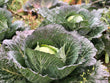 Winter Cabbage