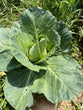 Cabbage Pointed