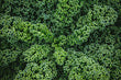 Kale - green