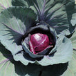 Red Cabbage