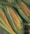 Sweetcorn